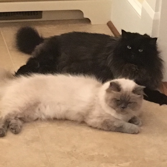 Meet your Posher, Sharon - Picture 1 of 1